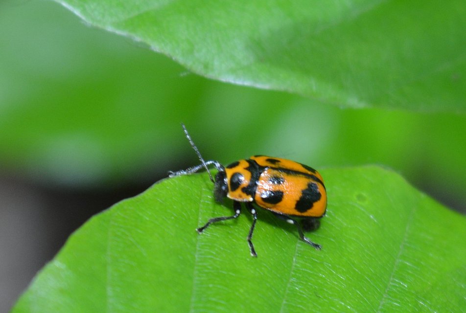 Cryptocephalus sexpunctatus - hatfoltos zömökbogár Cryptocephalus sexpunctatus - hatfoltos zömökbogár