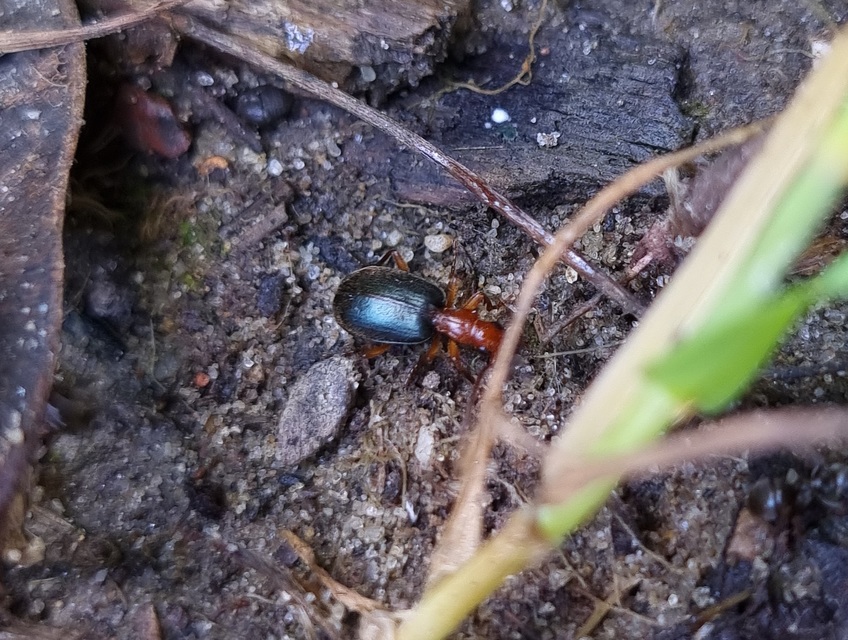 Brachinus explodens - kis pöfögőfutó