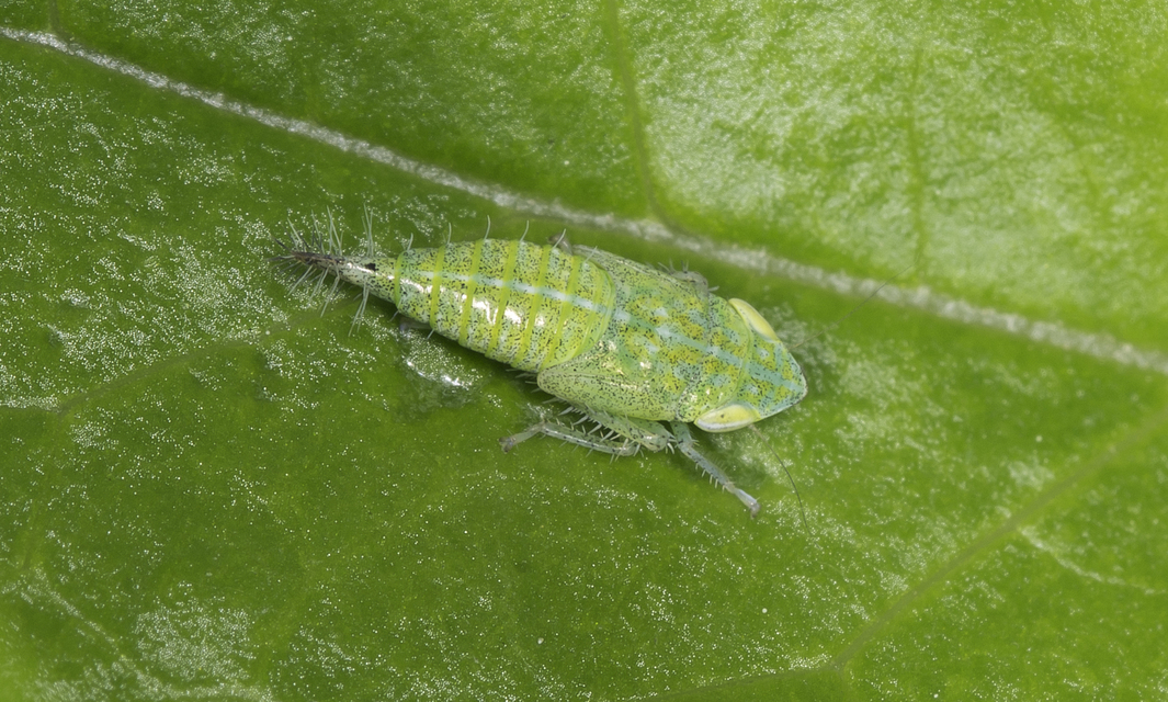 Fieberiella florii