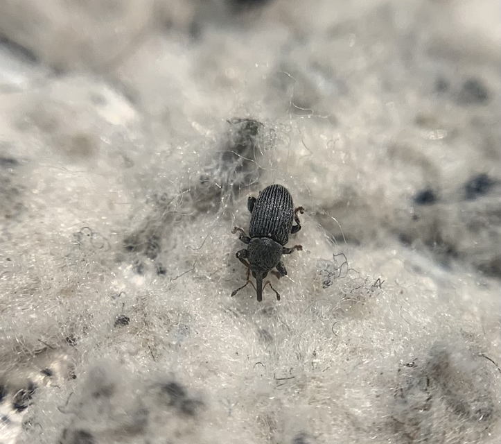 Tychius tibialis - fekete tímárormányos