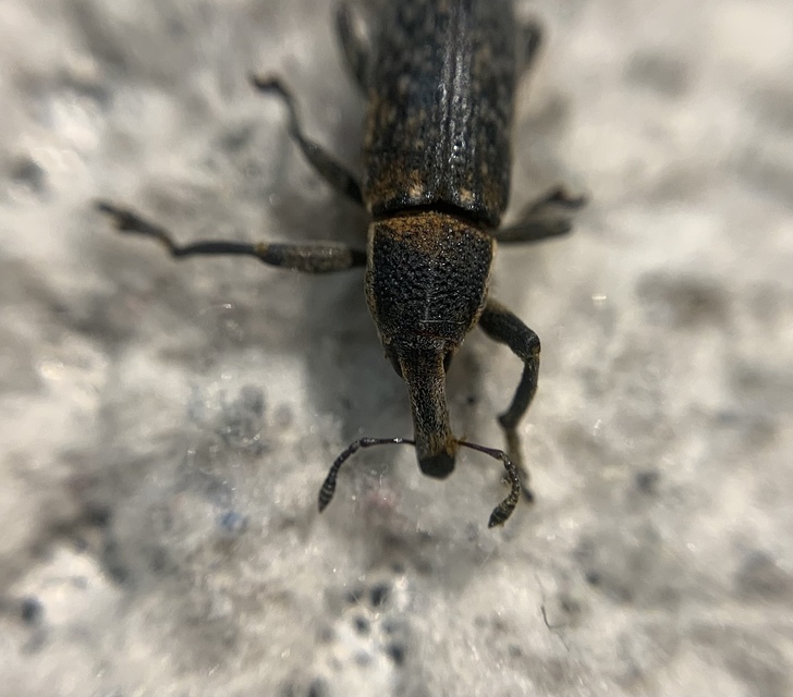 Lixus punctiventris - aggófű-dudvabarkó