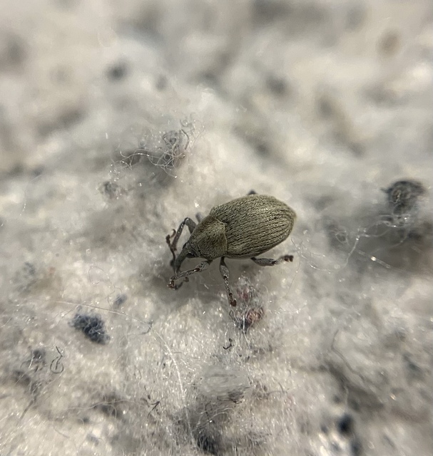 Sibinia pellucens - mécsvirágormányos