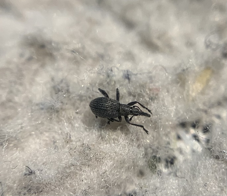 Holotrichapion ononis - szakállas cickányormányos