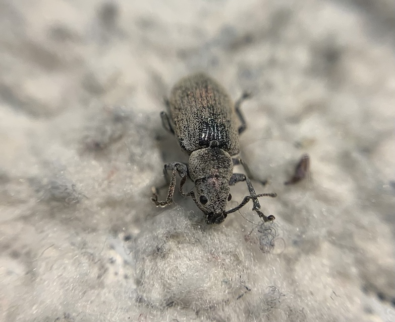 Phyllobius thalassinus - tömpeorrú levélormányos
