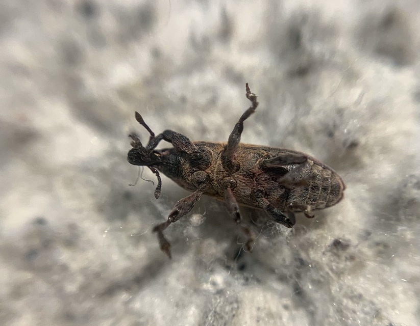 Lixus angustus - rövid dudvabarkó
