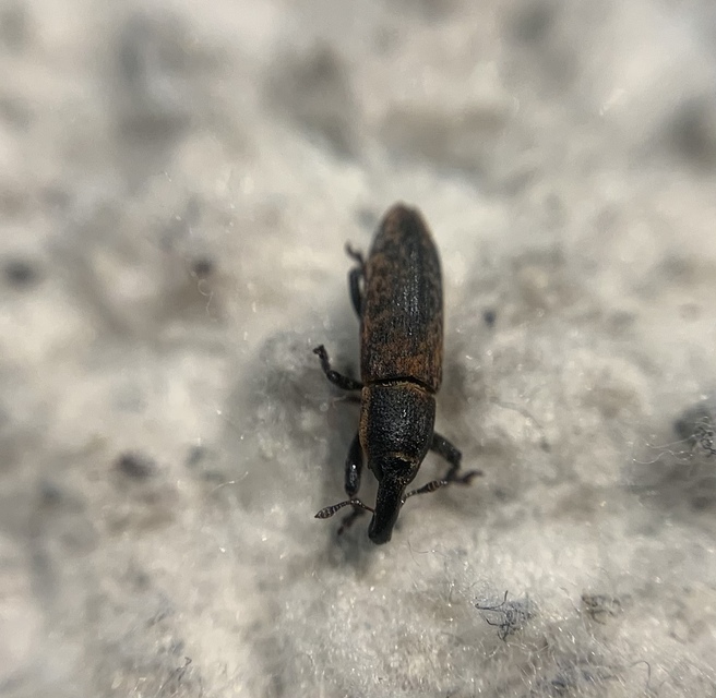 Lixus brevipes - vaskosorrú dudvabarkó