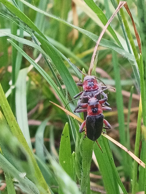Cantharis rustica - suszterbogár