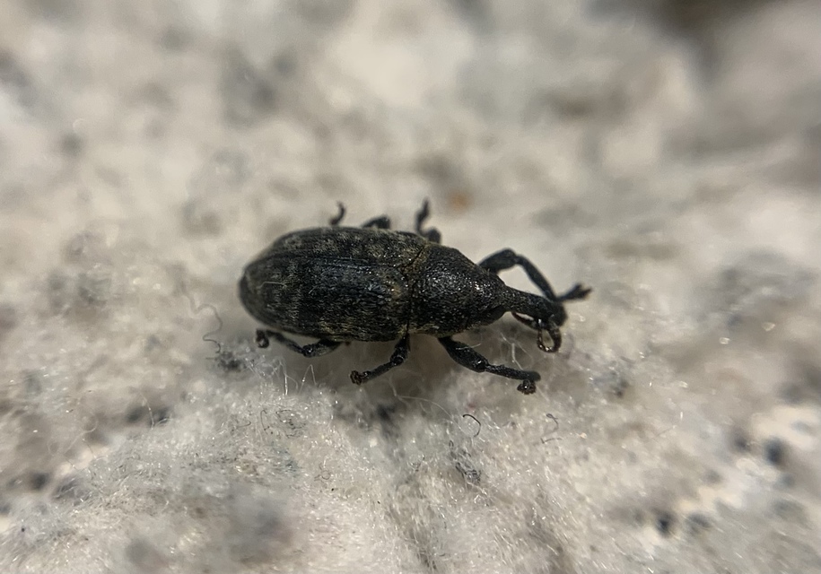 Larinus carlinae - foltos púderbarkó