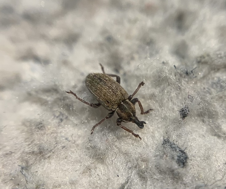 Hypera nigrirostris - pompás pikkelyesormányos