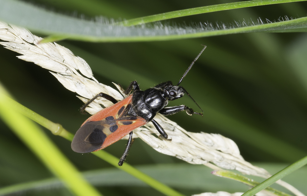 Peirates hybridus - foltos rablópoloska