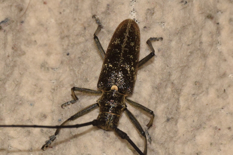 Monochamus sartor - nagy fenyvescincér