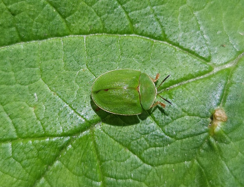 Cassida viridis - zöld pajzsbogár Cassida viridis - zöld pajzsbogár