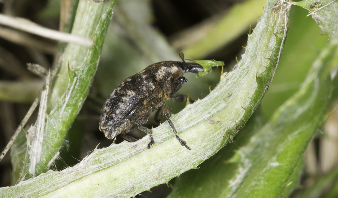 Larinus pollinis - bábakalács-púderbarkó