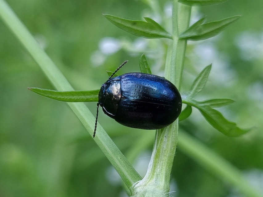 Chrysolina oricalcia - bronzos levélbogár