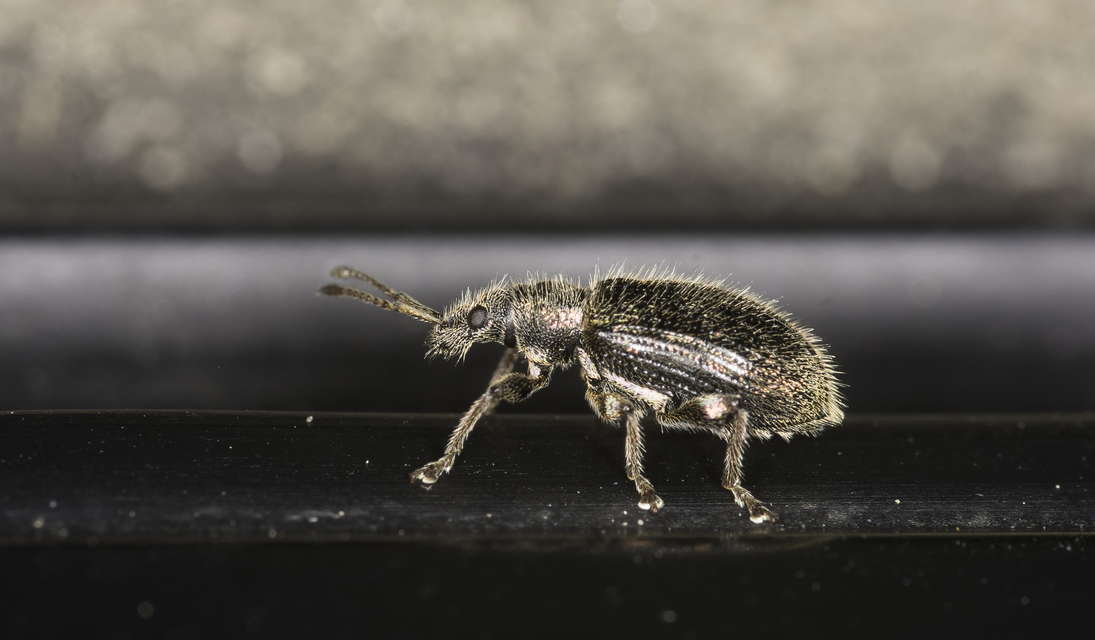 Phyllobius betulinus - változékony levélormányos
