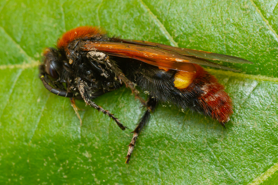 Megascolia maculata - óriás-tőrösdarázs
