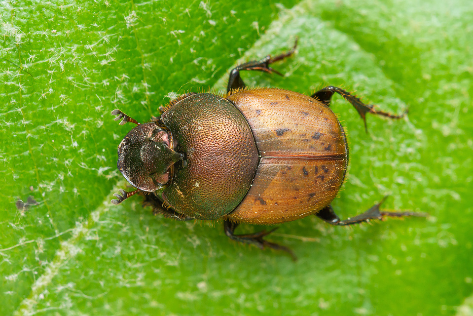 Onthophagus coenobita - rezes trágyatúró