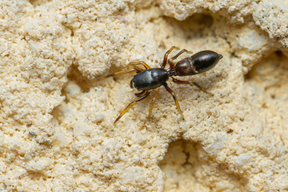 Leptorchestes berolinensis - fekete hangyautánzópók