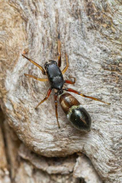 Leptorchestes berolinensis - fekete hangyautánzópók
