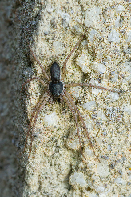 Philodromus dispar - lomb karolópók