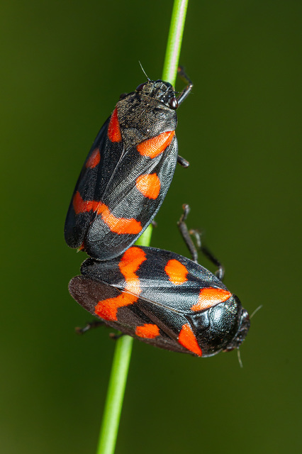 Cercopis sanguinolenta