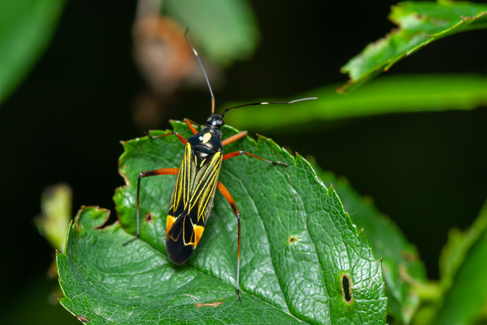Miris striatus - sávos mezeipoloska