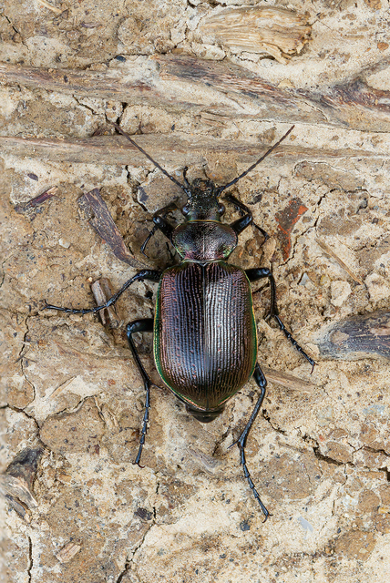 Calosoma inquisitor - kis bábrabló