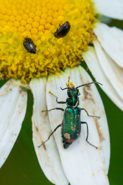 Malachius bipustulatus - kétfoltos bibircsesbogár