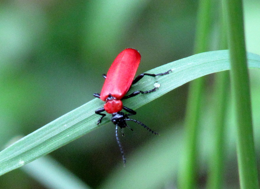 Pyrochroa coccinea - nagy bíborbogár