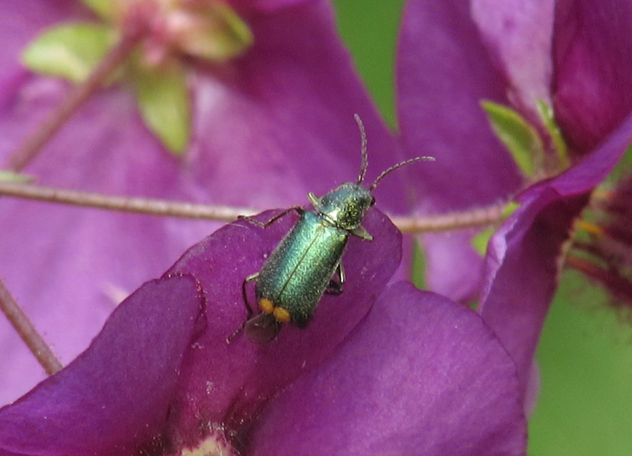 Clanoptilus