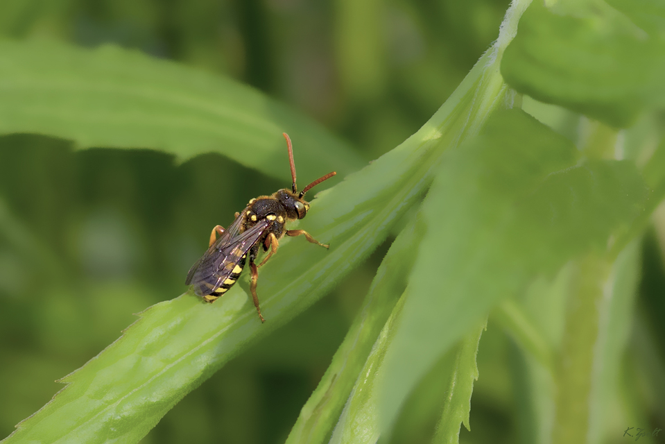 Nomada