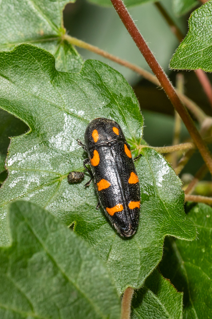 Ptosima undecimmaculata - sárgafoltos díszbogár