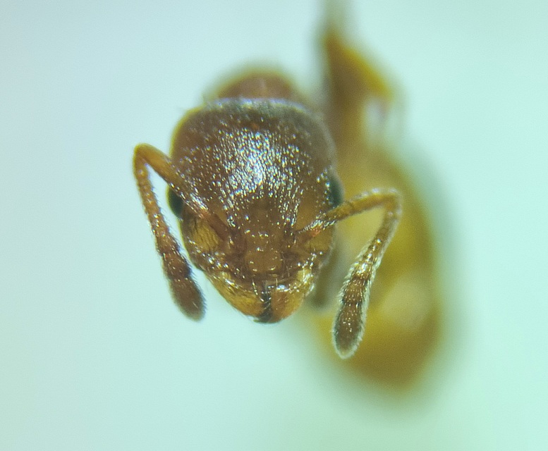 Temnothorax affinis - erdei kéreghangya