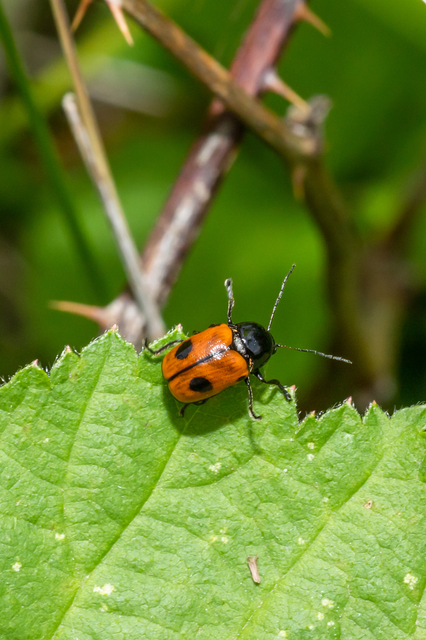 Cryptocephalus bipunctatus - kétpettyes zömökbogár