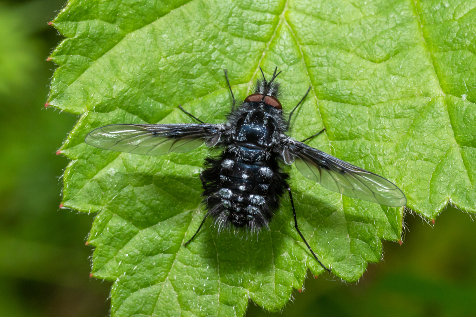 Bombylella atra - ezüstpettyes pöszörlégy