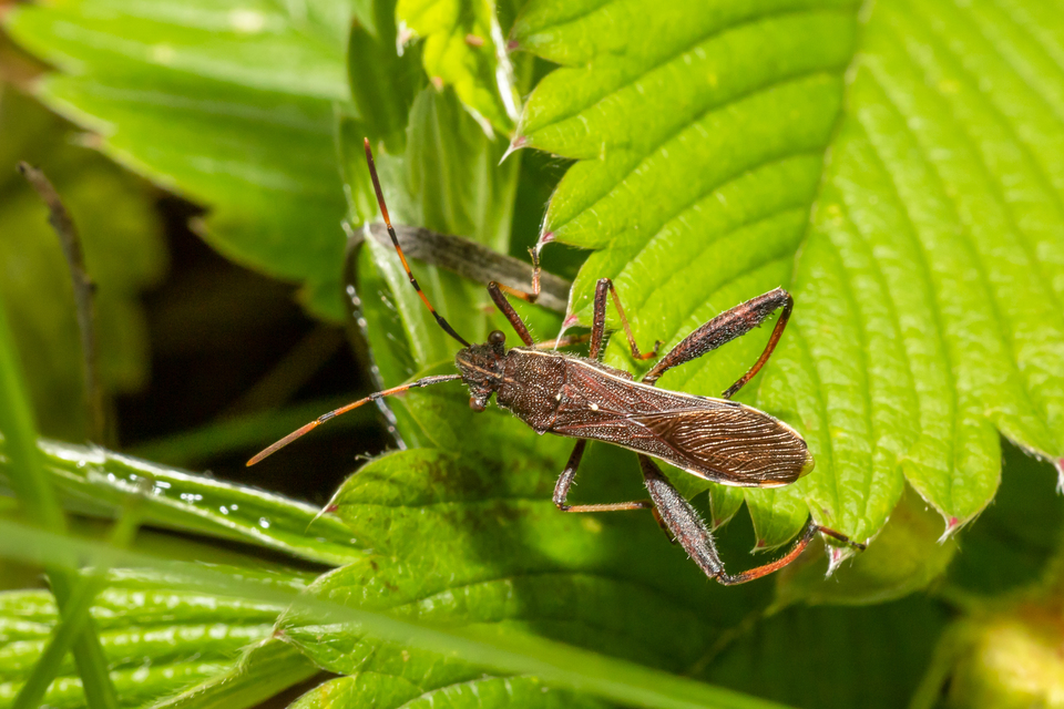 Camptopus lateralis - görbelábú karimáspoloska