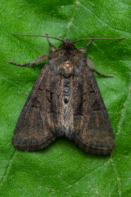 Oligia latruncula - fekete dudvabagoly