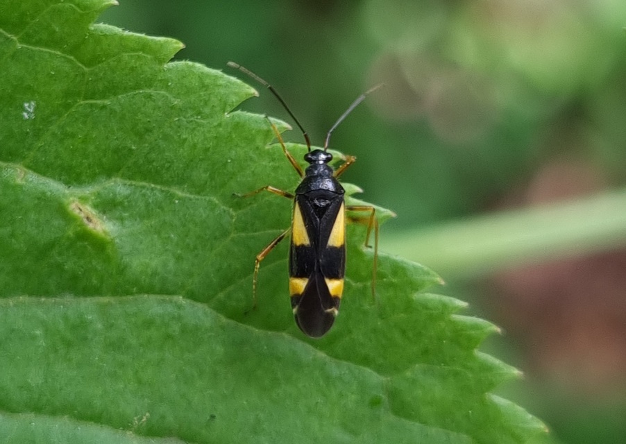 Dryophilocoris flavoquadrimaculatus - sárgafoltos mezeipoloska
