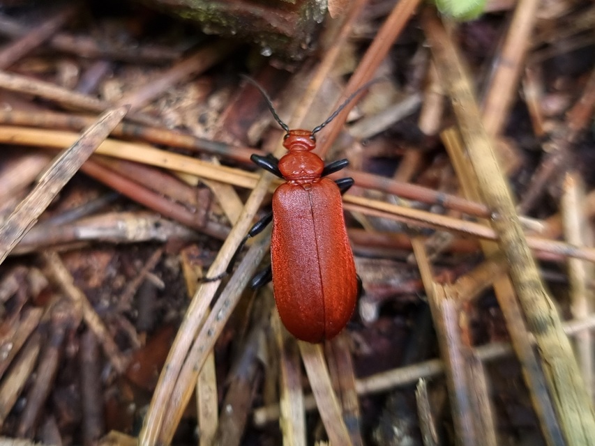 Pyrochroa serraticornis - közép-bíborbogár