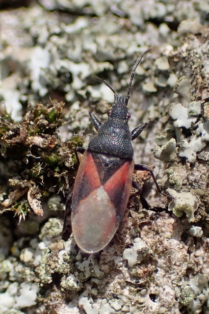 Oxycarenus lavaterae - hársbodobács
