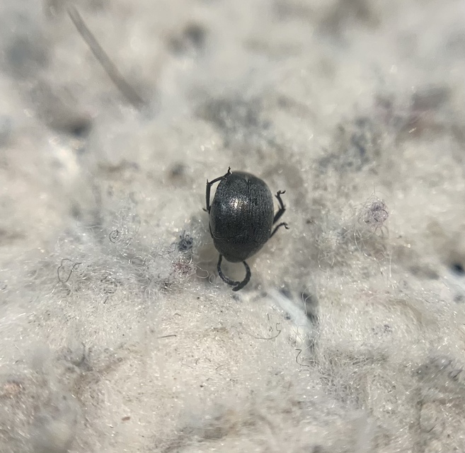 Spermophagus sericeus - selymes magfúró