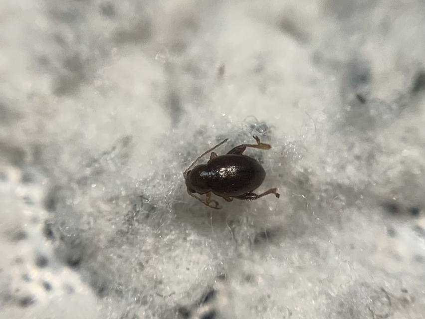 Longitarsus brunneus