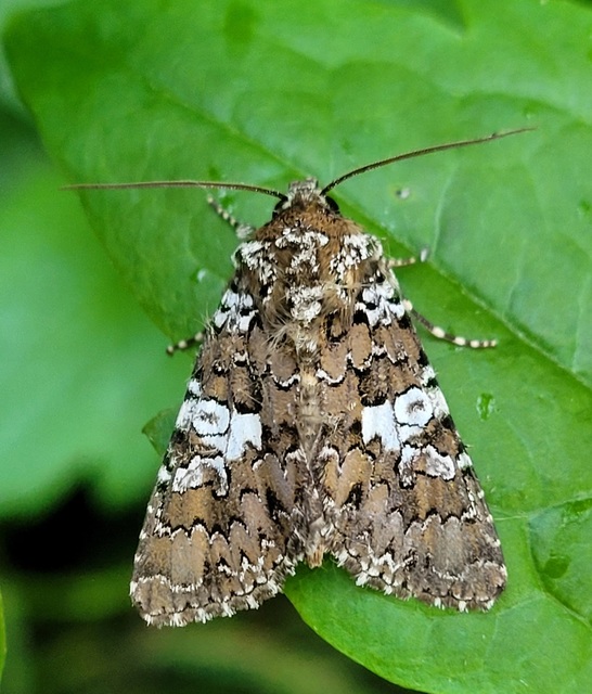 Hadena albimacula - fehérpettyes szegfűbagoly