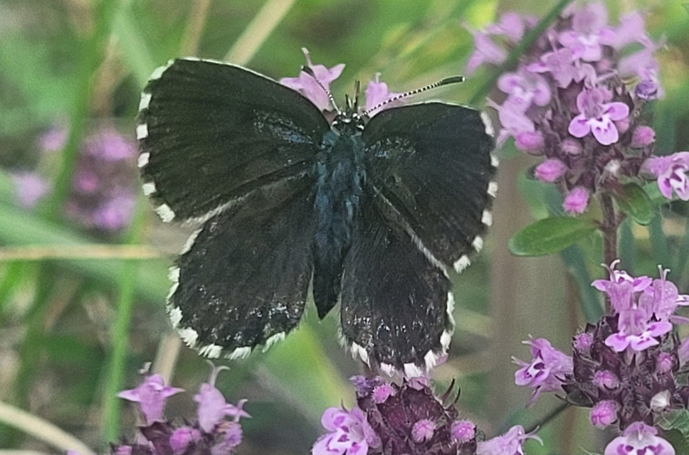Scolitantides orion - szemes boglárka