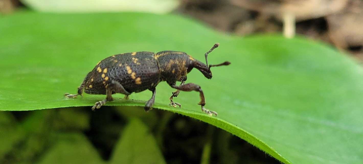 Hylobius abietis - nagy fenyvesormányos