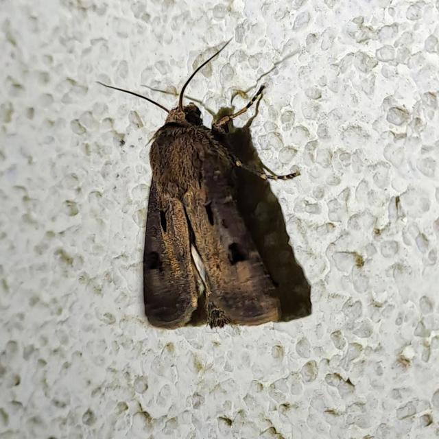 Agrotis exclamationis - felkiáltójeles földibagoly