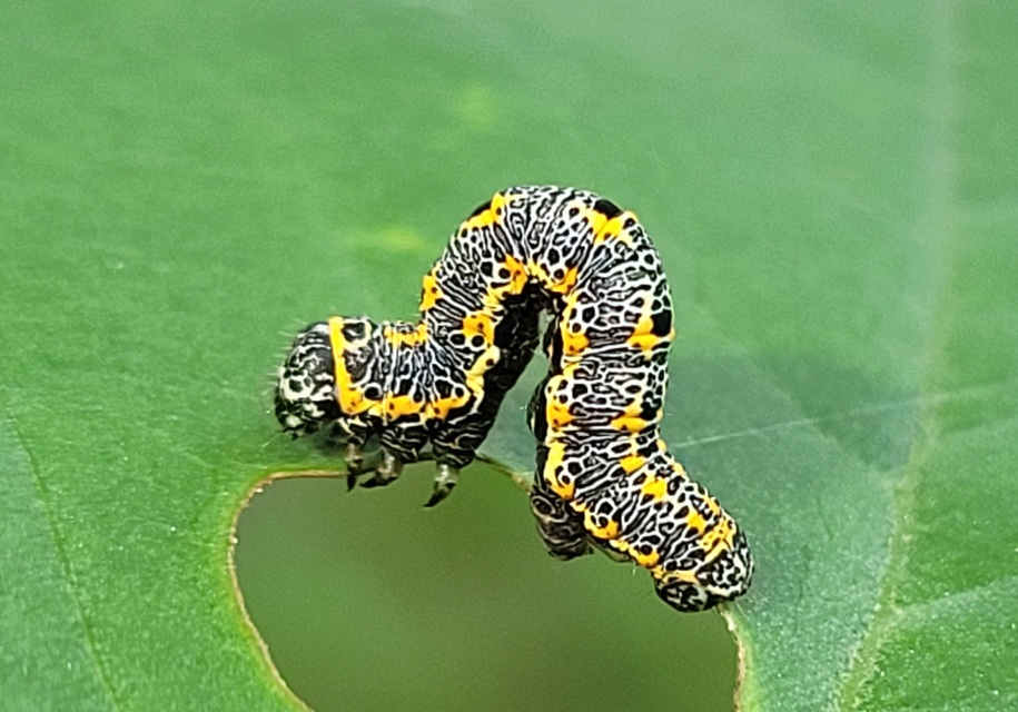 Artiora evonymaria - kecskerágó-araszoló