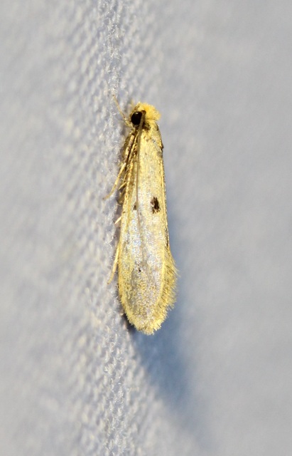 Tinea trinotella - hárompettyes fészekmoly