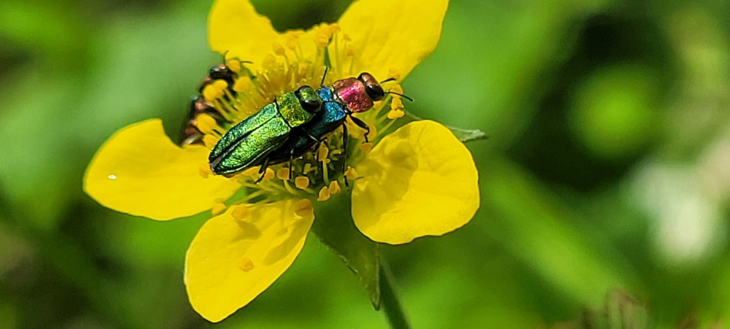 Anthaxia nitidula - ragyogó virágdíszbogár