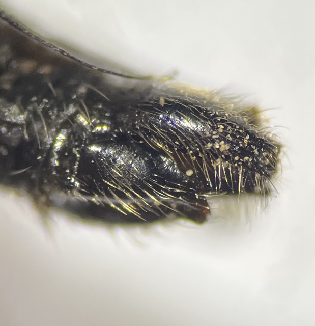 Dysmachus praemorsus
